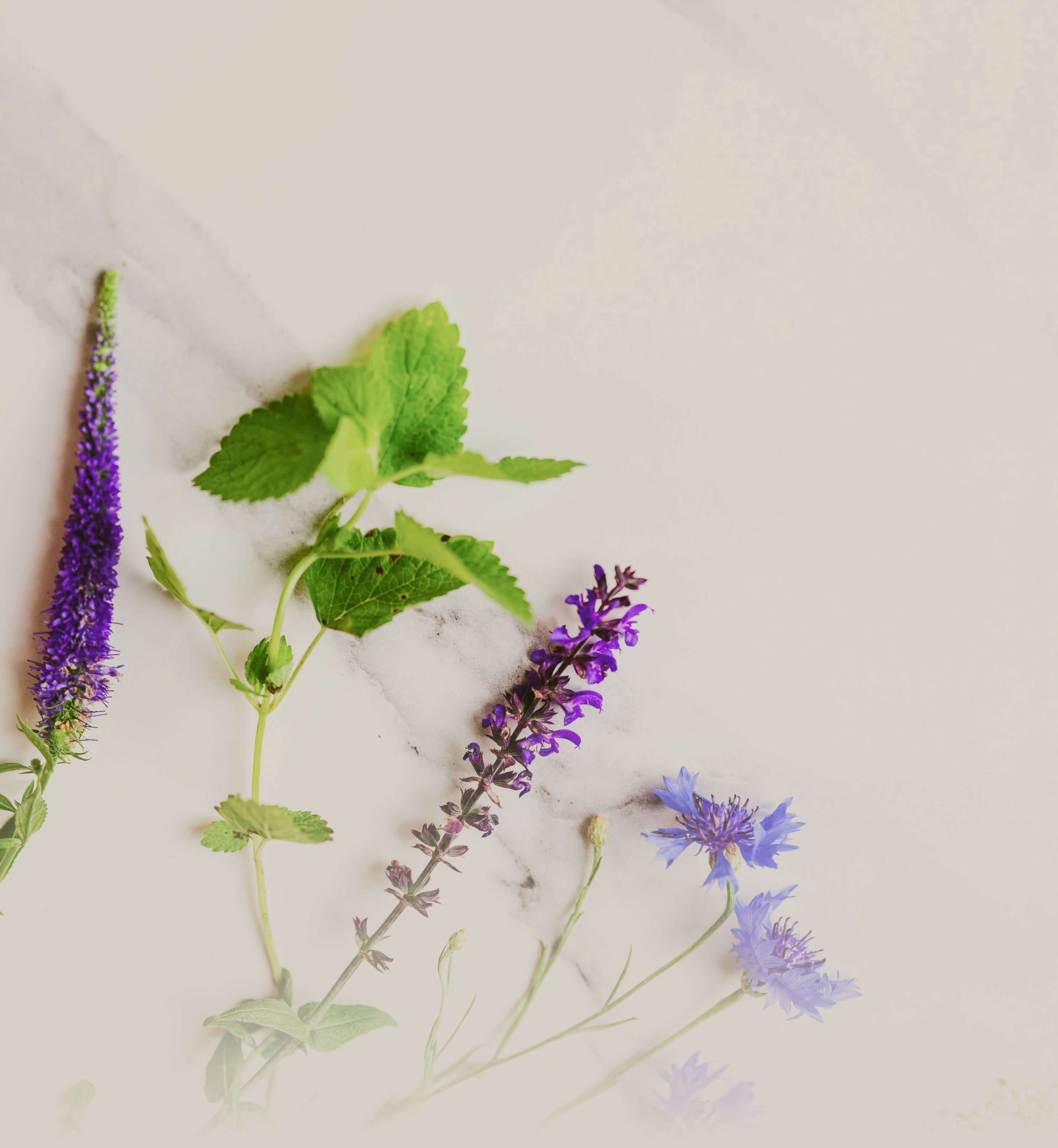 NOTES FROM A BOUQUET