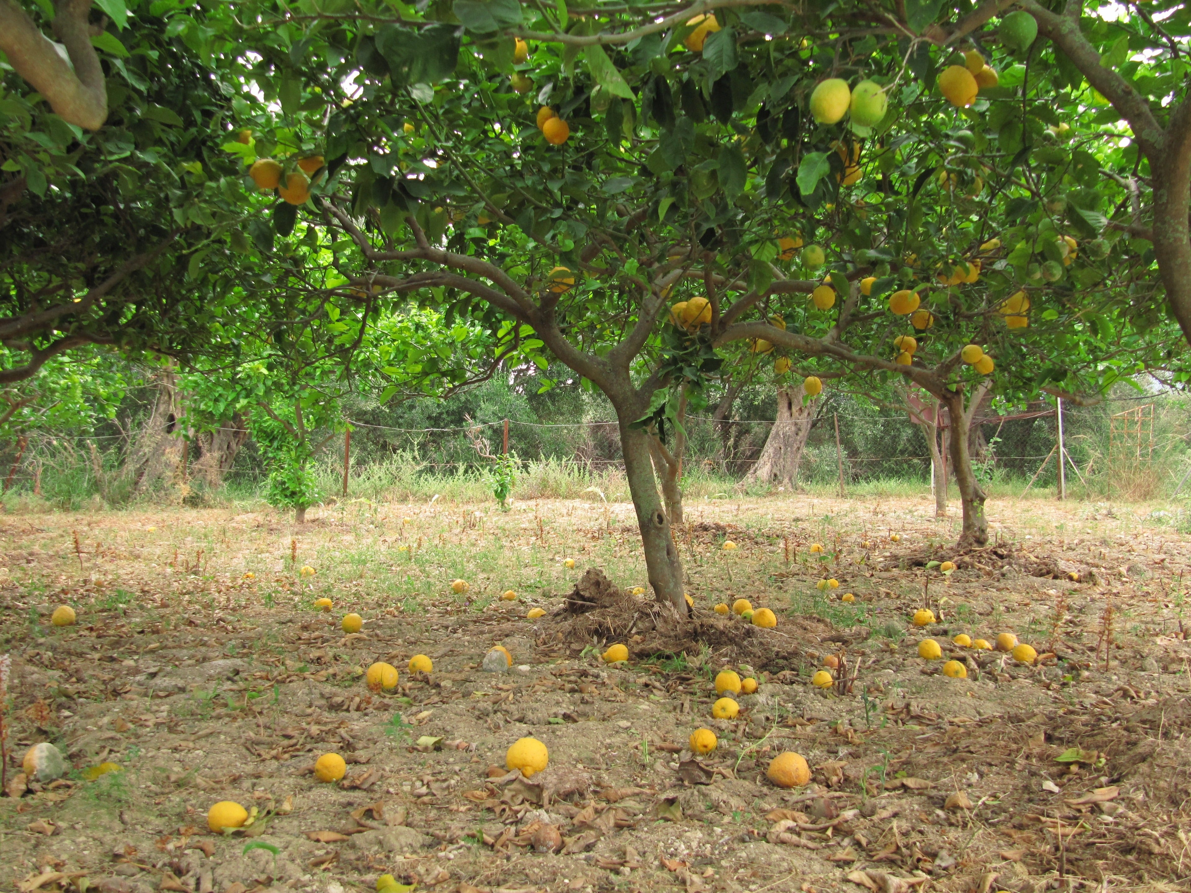 THE CITRUS ORCHARD